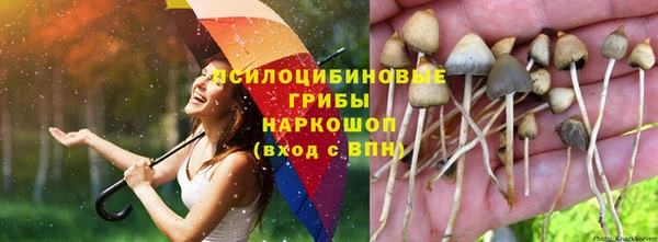 PSILOCYBIN Беломорск